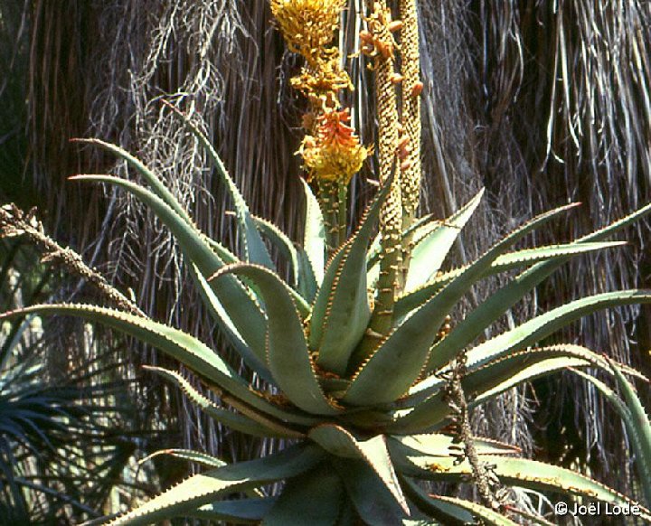 Aloe speciosa ©JLcoll.371